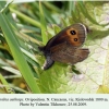 erebia aethiops kislovodsk oviposition